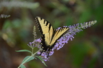 Swallowtail Butterfly by Dale Jacobson
