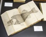 Cuvier Works Added to Library's Origins and Biology Collection